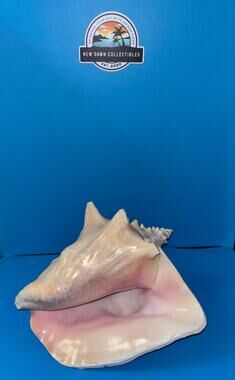 Vintage Large Queen Conch Shell Natural Pink Interior Beach Coastal Specimen